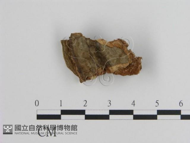 登錄號:F0017462藏品圖，第1張