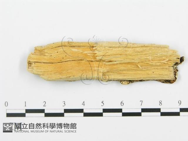 登錄號:F0009462藏品圖，第3張