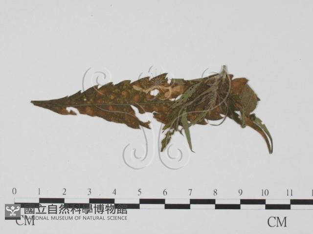 登錄號:F0019462藏品圖，第3張