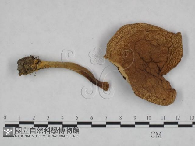 登錄號:F0023462藏品圖，第3張