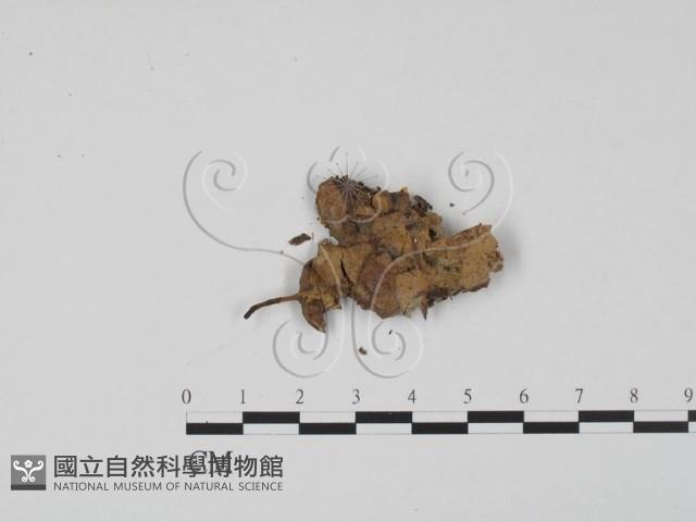 登錄號:F0003462藏品圖，第3張