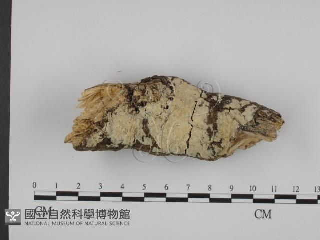 登錄號:F0018762藏品圖，第3張