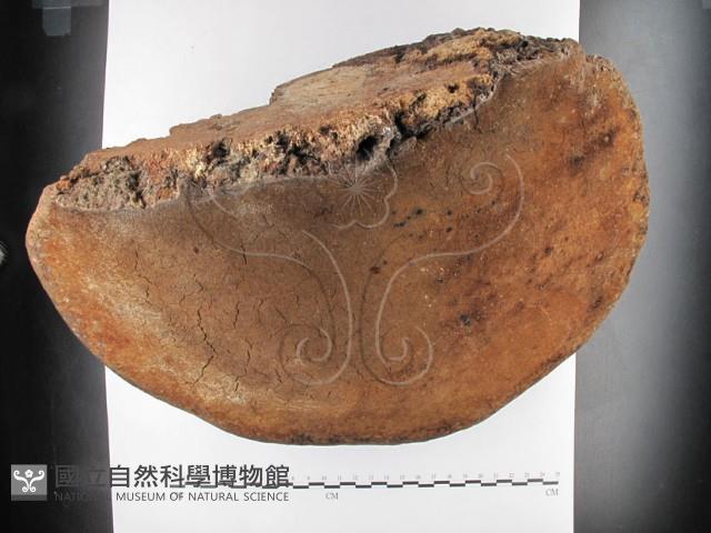纖孔菌屬藏品圖，第3張