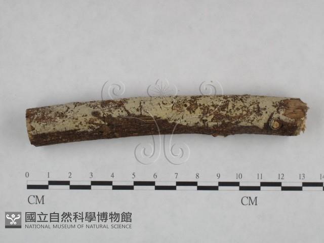 剛毛絲皮菌藏品圖，第3張