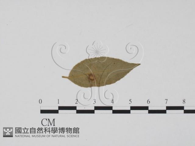 登錄號:F0011762藏品圖，第3張