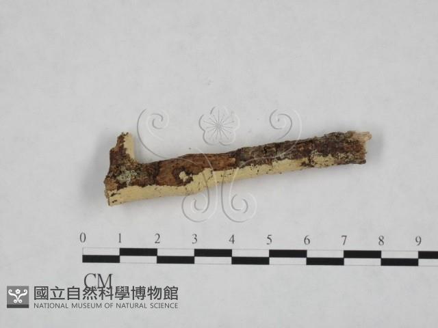 登錄號:F0024762藏品圖，第3張