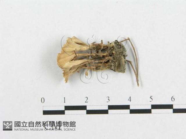 登錄號:F0014762藏品圖，第3張