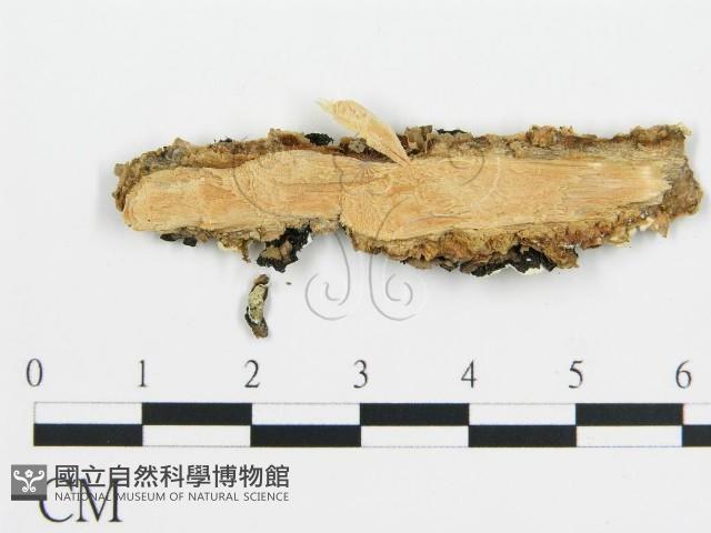 登錄號:F0012762藏品圖，第3張