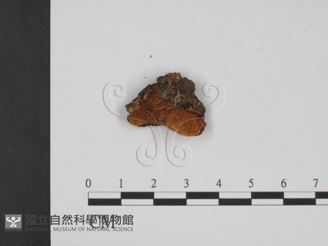 登錄號:F0007762藏品圖，第3張