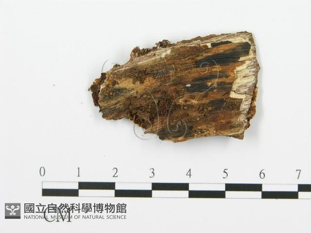 登錄號:F0017762藏品圖，第3張