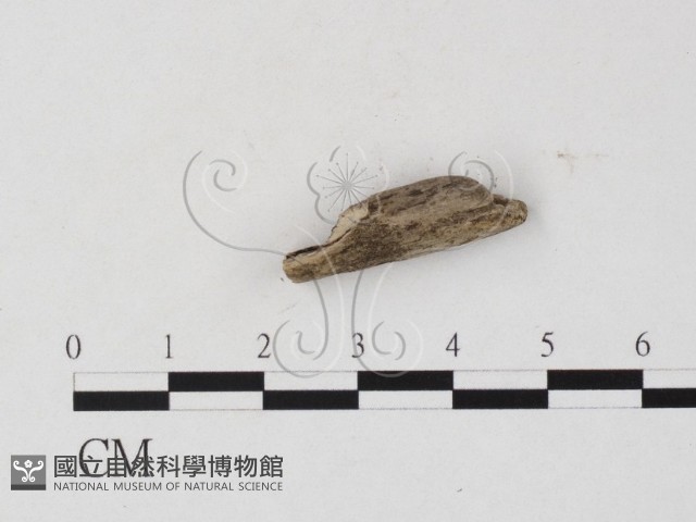 登錄號:F0025762藏品圖，第3張