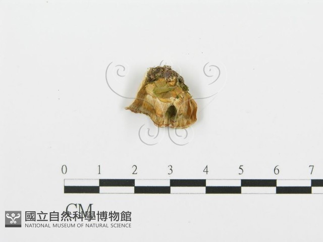 登錄號:F0005762藏品圖，第3張
