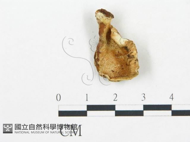 登錄號:F0019762藏品圖，第1張