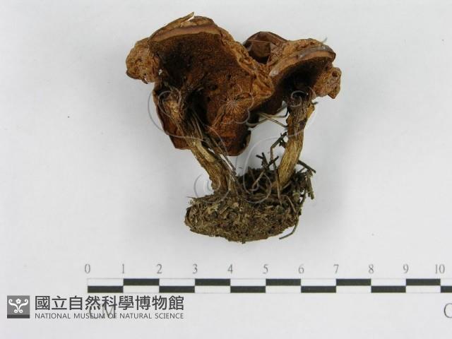 登錄號:F0003762藏品圖，第3張