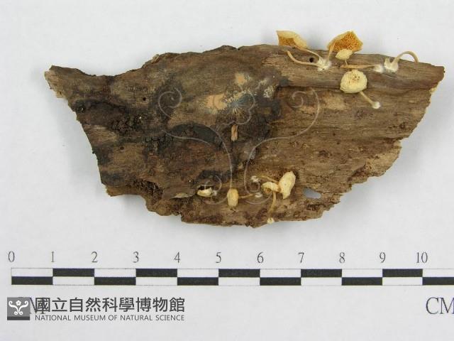 登錄號:F0008562藏品圖，第3張