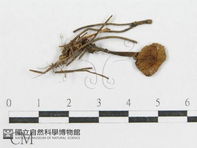 登錄號:F0000562藏品圖，第3張
