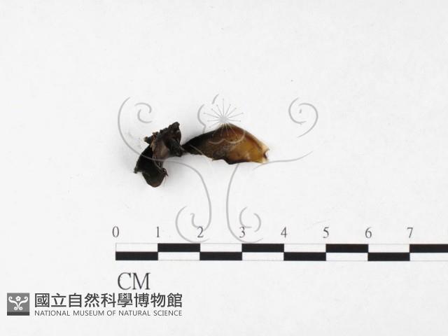 登錄號:F0026562藏品圖，第3張