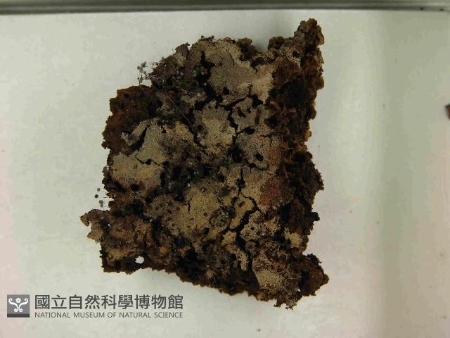 登錄號:F0021562藏品圖，第3張