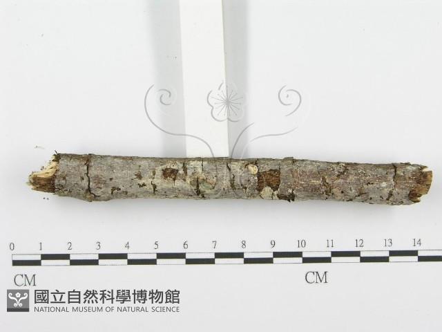 齒耳菌屬藏品圖，第3張