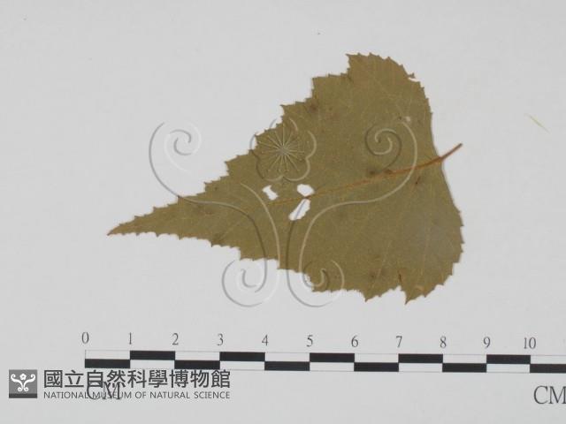 登錄號:F0011562藏品圖，第3張