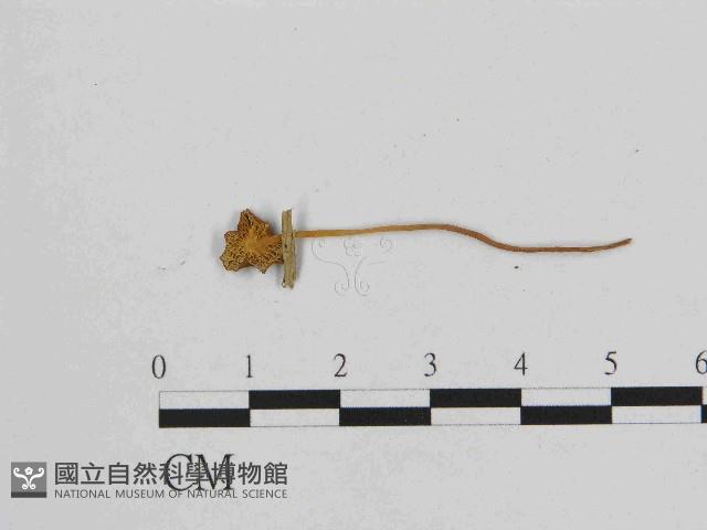 小皮傘屬藏品圖，第3張