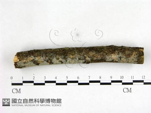 刺皮菌屬藏品圖，第3張
