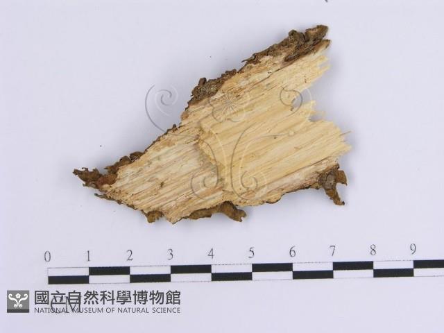 韌革菌屬藏品圖，第3張