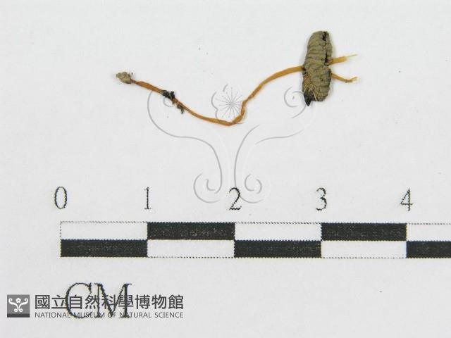 登錄號:F0012562藏品圖，第3張
