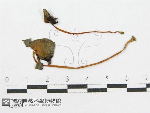 登錄號:F0007562藏品圖，第3張