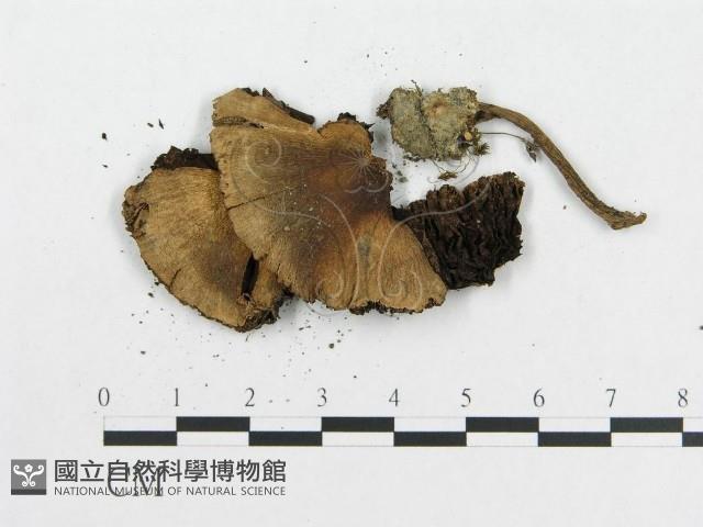 登錄號:F0005562藏品圖，第3張