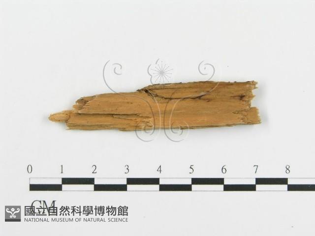 登錄號:F0009562藏品圖，第3張