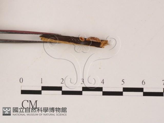登錄號:F0019562藏品圖，第3張