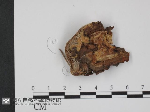 登錄號:F0013562藏品圖，第3張