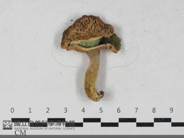 登錄號:F0033562藏品圖，第3張