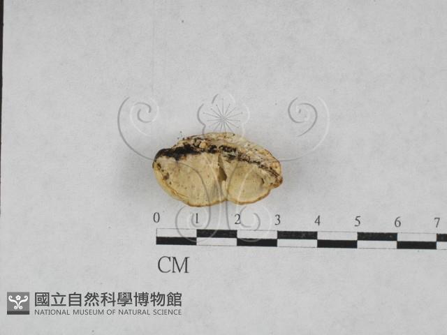 栓菌屬藏品圖，第3張