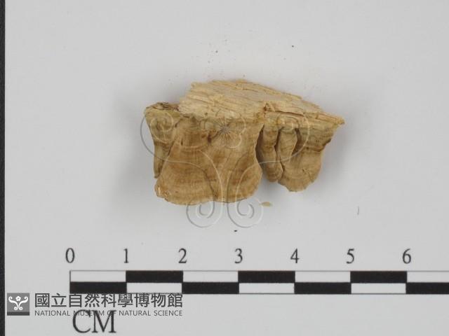 附毛菌屬藏品圖，第3張