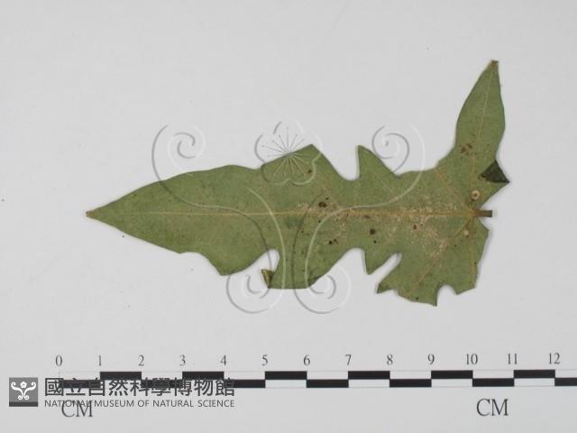 登錄號:F0010162藏品圖，第3張