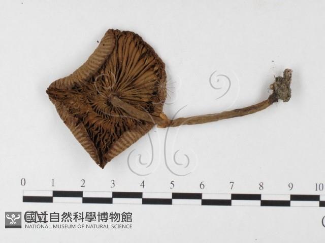 登錄號:F0026162藏品圖，第3張