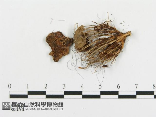 登錄號:F0016162藏品圖，第3張