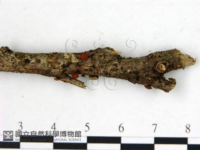 登錄號:F0001162藏品圖，第3張