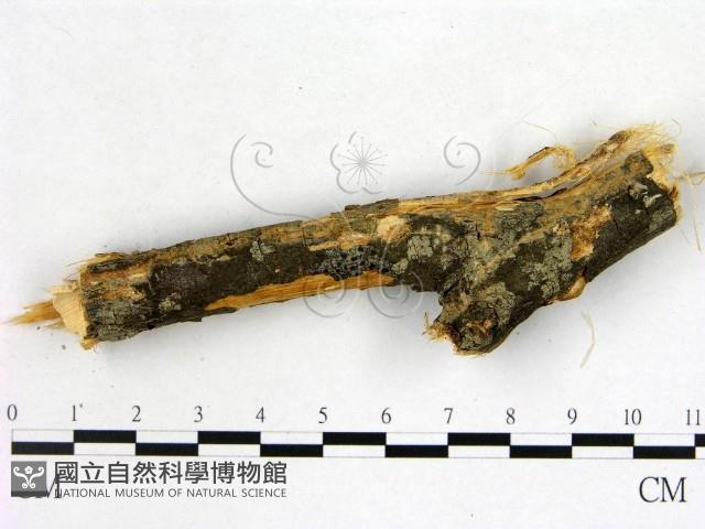 雲南無扣菌藏品圖，第3張