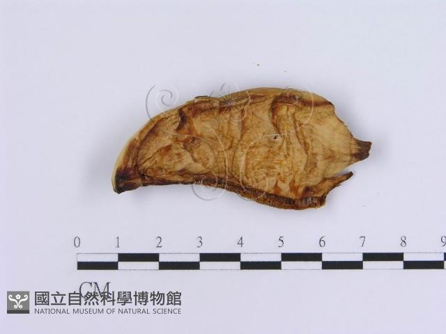 登錄號:F0007162藏品圖，第3張