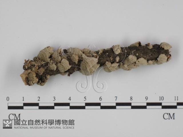 附毛菌屬藏品圖，第3張