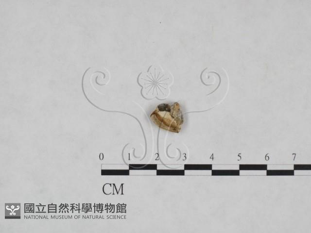 多年臥孔菌屬藏品圖，第3張