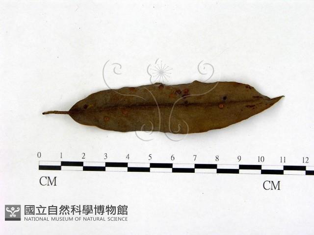 登錄號:F0005162藏品圖，第3張