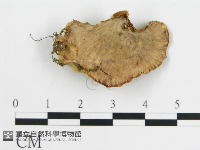 登錄號:F0015162藏品圖，第3張