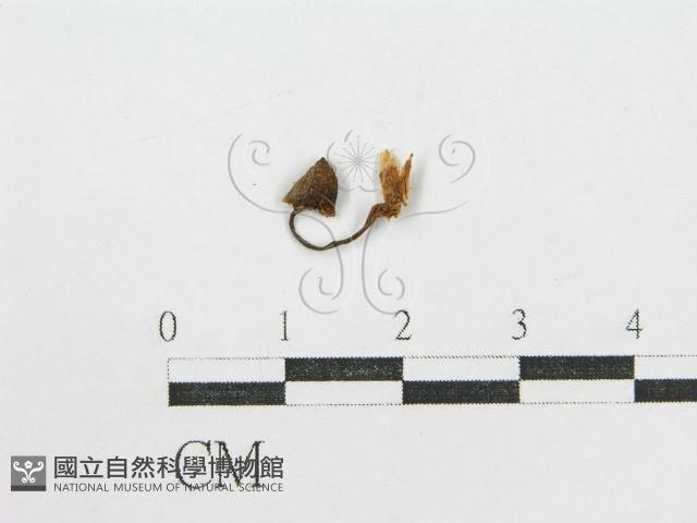 鬼傘屬藏品圖，第3張