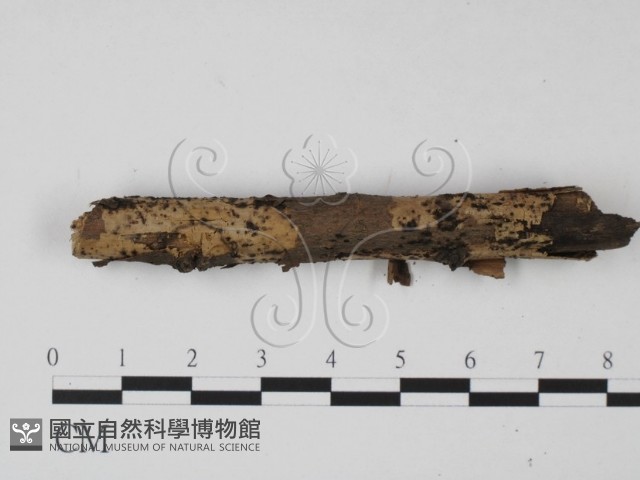 登錄號:F0003162藏品圖，第3張