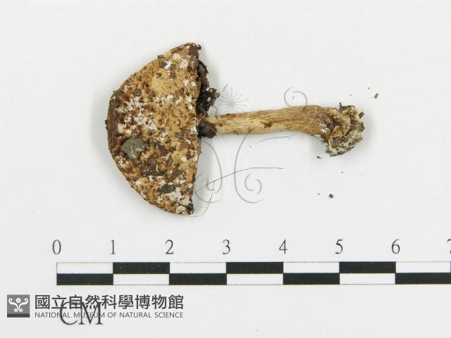 傘菌屬藏品圖，第3張