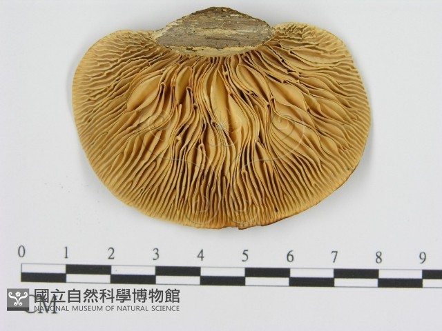 登錄號:F0008062藏品圖，第3張